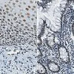 Merck Anti-REST Antibody, clone 2D9.1