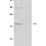 Merck Anti-phospho-Histone H1 Antibody