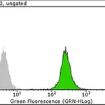 Merck Anti-RPA2 p34 Antibody, clone RPA20 1-46
