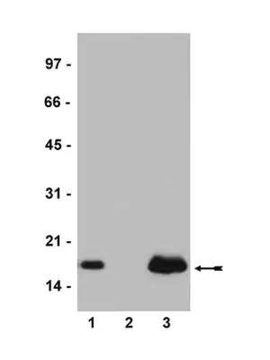 Merck Anti-Histone H2A.Z Antibody