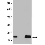 Merck Anti-Histone H2A.Z Antibody