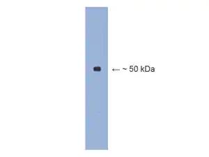 Merck Anti-β III tubulin Antibody