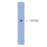 Merck Anti-β III tubulin Antibody