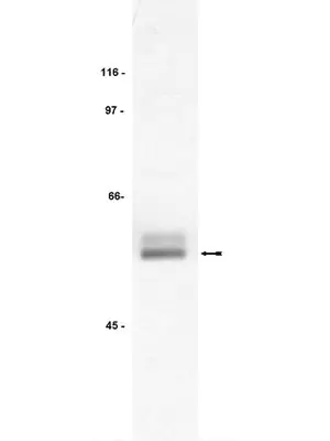 Merck Anti-Lck Antibody