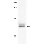 Merck Anti-Lck Antibody