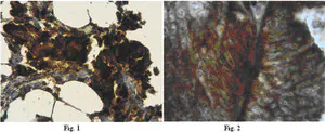 Merck Anti-MMP-3 Antibody, NT