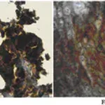 Merck Anti-MMP-3 Antibody, NT
