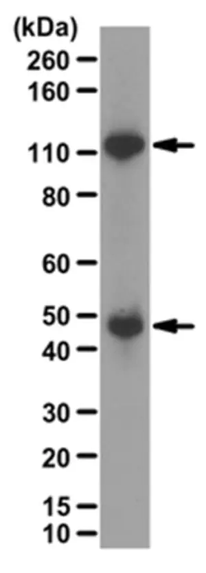 Merck Anti-NFκB p50 Antibody