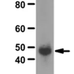 Merck Anti-NFκB p50 Antibody