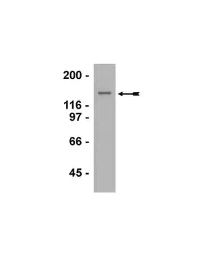 Merck Anti-G9a Antibody