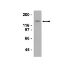 Merck Anti-G9a Antibody