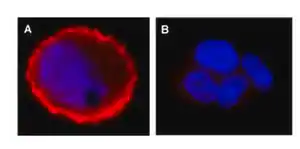 Merck Anti-phospho-erbB-2/HER-2 (Tyr1248) Antibody