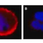 Merck Anti-phospho-erbB-2/HER-2 (Tyr1248) Antibody