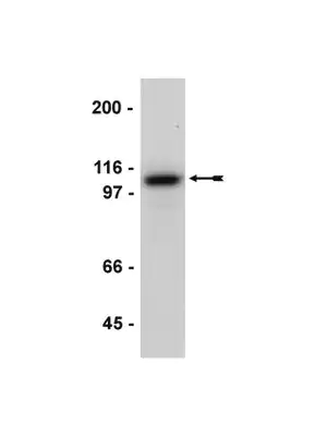 Merck Anti-E-Cadherin Antibody