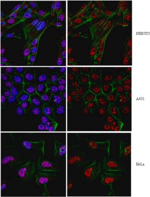 Merck Anti-Twist1 (Twist-related protein 1) Antibody