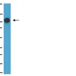 Merck Anti-MCAM Antibody, clone P1H12
