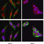 Merck Anti-Akt/PKB Antibody, PH Domain, clone SKB1