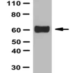 Merck Anti-Occludin Antibody