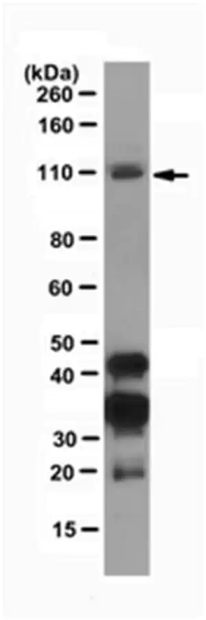 Merck Anti-Dnmt3b Antibody, clone D3B2-2C1