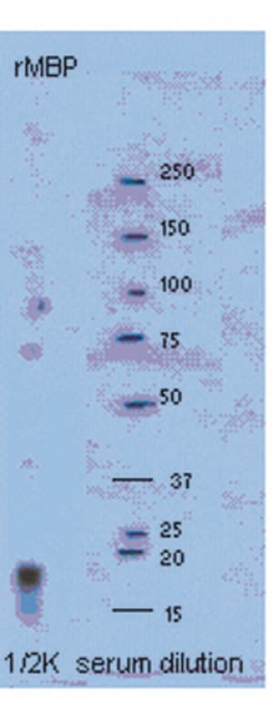 Merck Anti-Myelin Basic protein Antibody