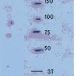 Merck Anti-Myelin Basic protein Antibody