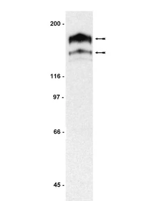 Merck Anti-PDGFRα Antibody