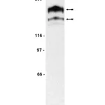 Merck Anti-PDGFRα Antibody