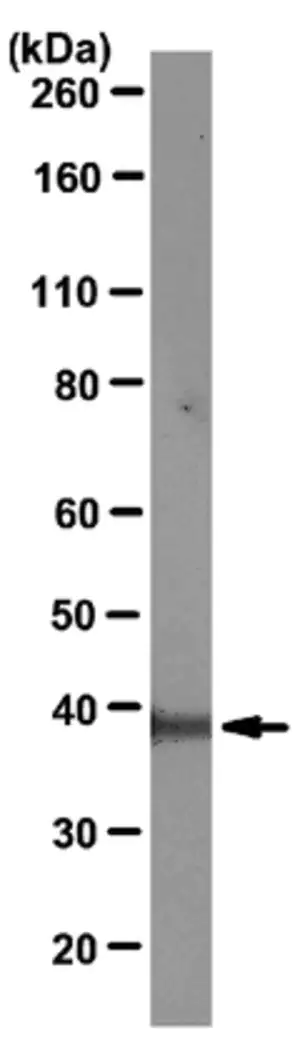 Merck Anti-Mcl-1 Antibody, clone RC13