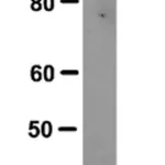 Merck Anti-Mcl-1 Antibody, clone RC13