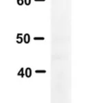 Merck Anti-Tentonin 3/TMEM150c