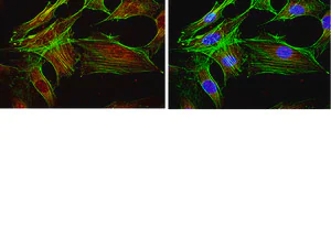 Merck Anti-FOXO1 Antibody, clone 2H8.2