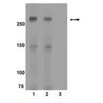 Merck Anti-phospho-mTOR (Ser2448) Antibody