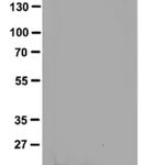 Merck Anti-phospho-Histone H3 (Thr3) Antibody, clone JY325, rabbit monoclonal