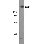 Merck Anti-KDR/Flk-1/VEGFR2 Antibody, clone CH-11