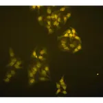 Merck Anti-TRF1 Antibody, clone BED5 57-6