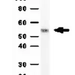 Merck Anti-Aldehyde dehydrogenase 1 (ALDH1A1) Antibody