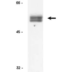Merck Anti-Cyclin E Antibody, clone HE12