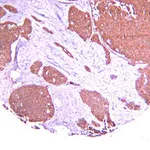 Merck Anti-Hypoxia Inducible Factor 1 α Antibody, clone H1α67