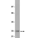 Merck Anti-Kip1 (p27) Antibody