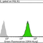 Merck Anti-c-Jun Antibody, clone 6E4.4