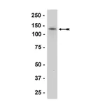 Merck Anti-N-Cadherin Antibody, clone 13A9