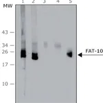 Merck Anti-FAT10 (human specific) antibody, Mouse monoclonal