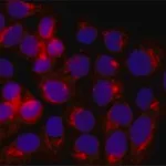 Merck Anti-Acetylcholinesterase (AChE) antibody produced in rabbit