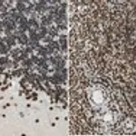 Merck Anti-Glutaredoxin-2 (Grx2)