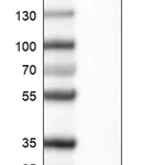 Merck Monoclonal Anti-EFNA1 antibody produced in mouse