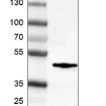 Merck Monoclonal Anti-FOS antibody produced in mouse