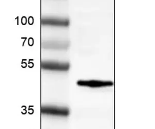 Merck Monoclonal Anti-FOS antibody produced in mouse