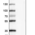 Merck Monoclonal Anti-FGF21 antibody produced in mouse