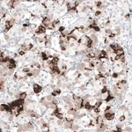 Merck Monoclonal Anti-PRL antibody produced in mouse