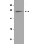 Merck Anti-p70 S6 Kinase Antibody